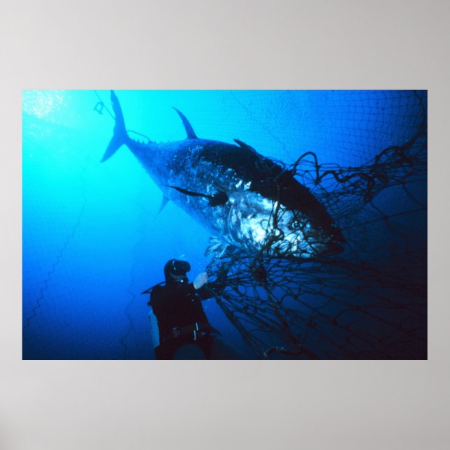 Poster Giant Bluefin Tuna Caught in a net (Devant)