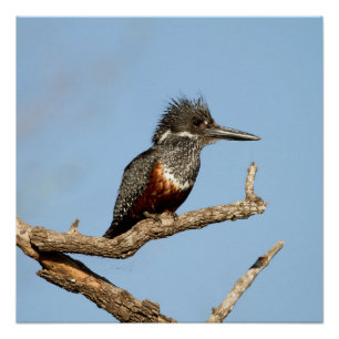 Poster Giant Kingfisher