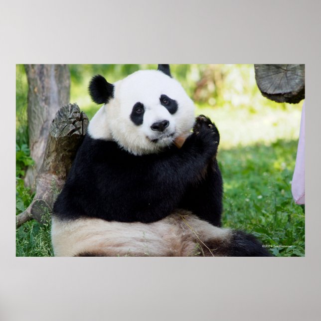 Poster Giant Panda assis (Devant)