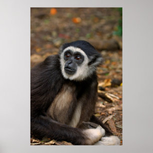 Poster Gibbon à mains blanches (Hylobates Lar), Monkeylan