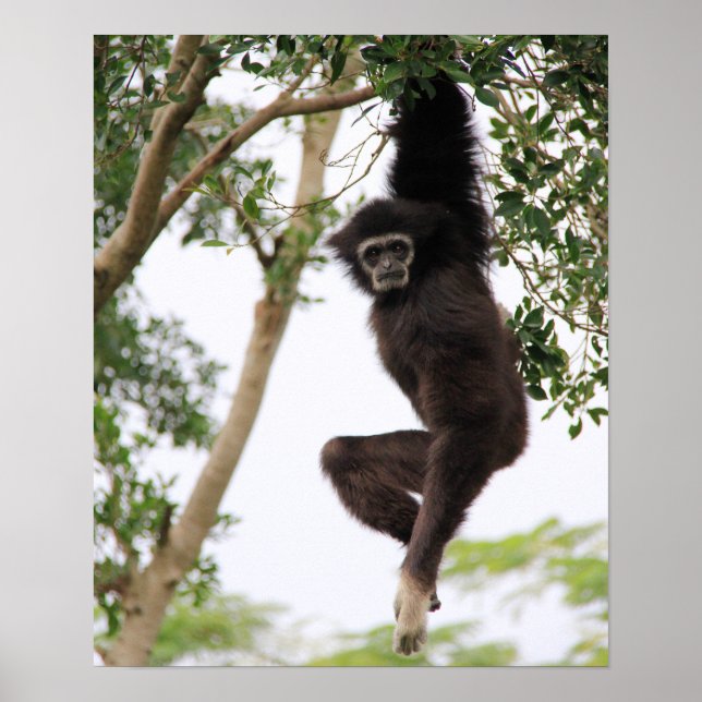 Poster Gibbon Swing from Tree (Devant)