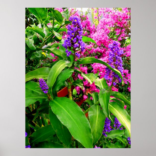 Poster Gingembre bleu et Bougainvilliers (Devant)