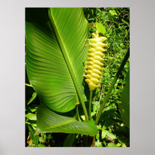 Poster Gingembre de sonnerie