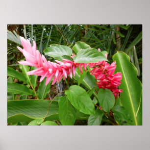 Poster Gingembre hawaïen