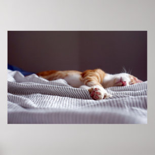 Poster Gingembre mignon Orange Tabby Chat Dormir