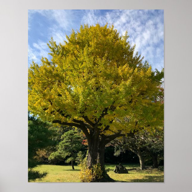 Poster Ginkgo Tree of Golden Yellow (Devant)