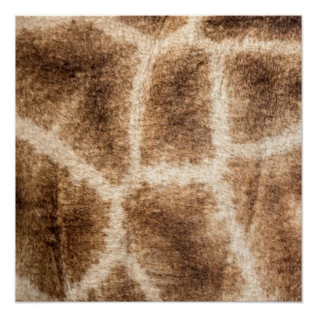 Poster Girafe (Devant)