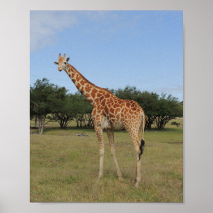 Poster Girafe à Fossil Rim