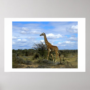 POSTER GIRAFE AU KENYA AFRIQUE