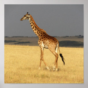 Poster Girafe corps complet Afrique Animaux africains