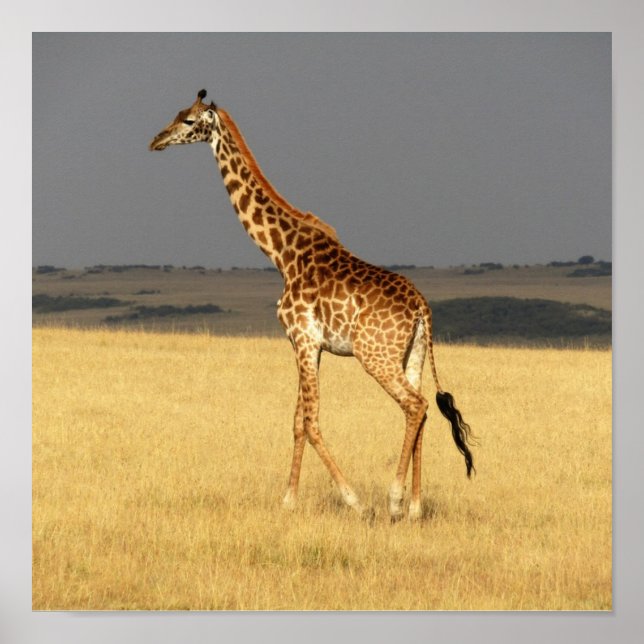 Poster Girafe corps complet Afrique Animaux africains (Devant)