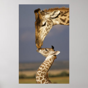 Poster Girafe embrassant un bébé girafe
