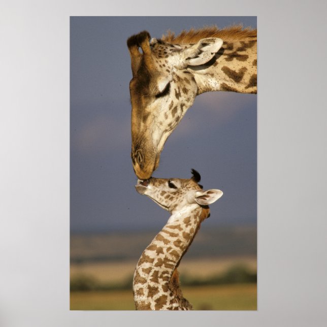 Poster Girafe embrassant un bébé girafe (Devant)