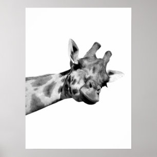 Poster girafe noir blanc peekaboo animal africain photo