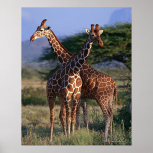 Poster Girafe réticulée 2