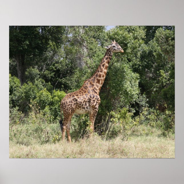 Poster girafe sauvage (Devant)