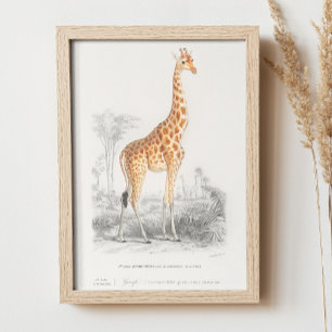 Poster girafe vintage. Illustration du zoo animal rétro