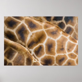 Poster girafes