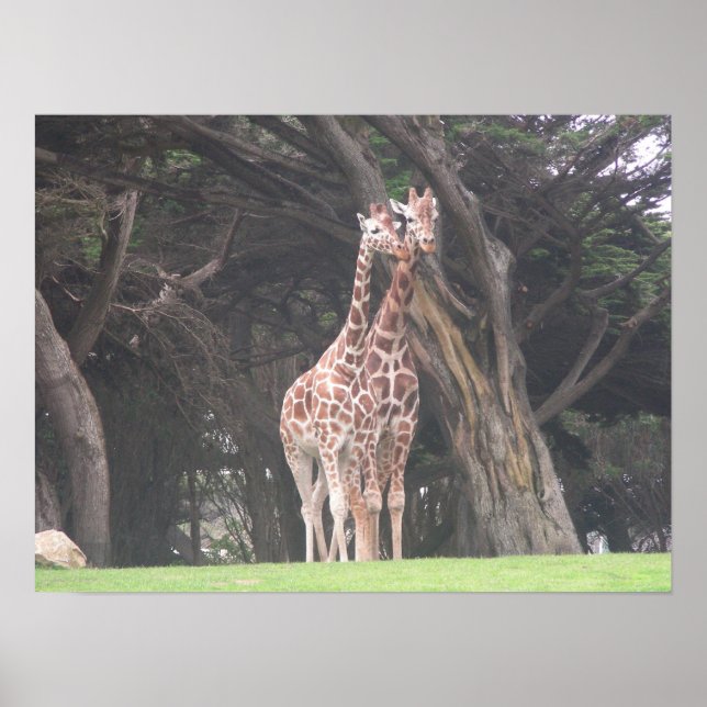 Poster girafes 003 toile (Devant)