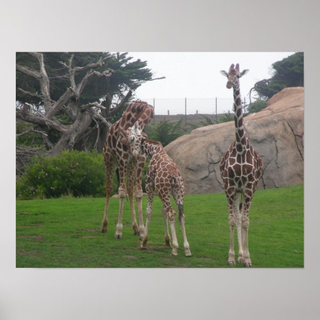 Poster girafes 006 toile (Devant)