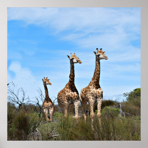Poster Girafes dans la quiétude vers le ciel
