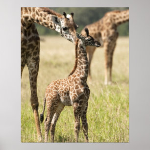 Poster Girafes maasaï, Giraffa camelopardalis 2