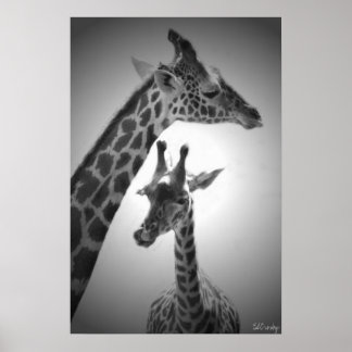 Poster girafes, mère et enfant