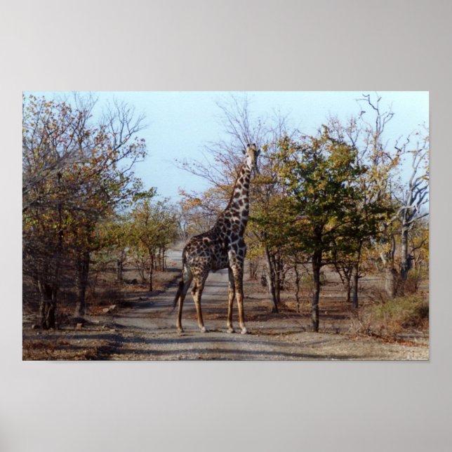 Poster Giraffe (Devant)