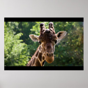 Poster Giraffe