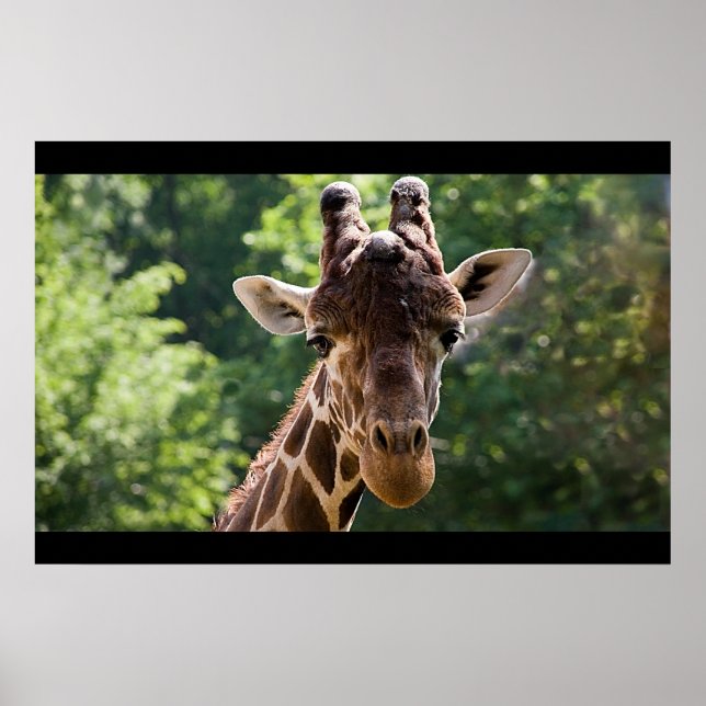 Poster Giraffe (Devant)