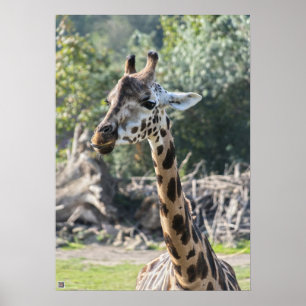 Poster Giraffe