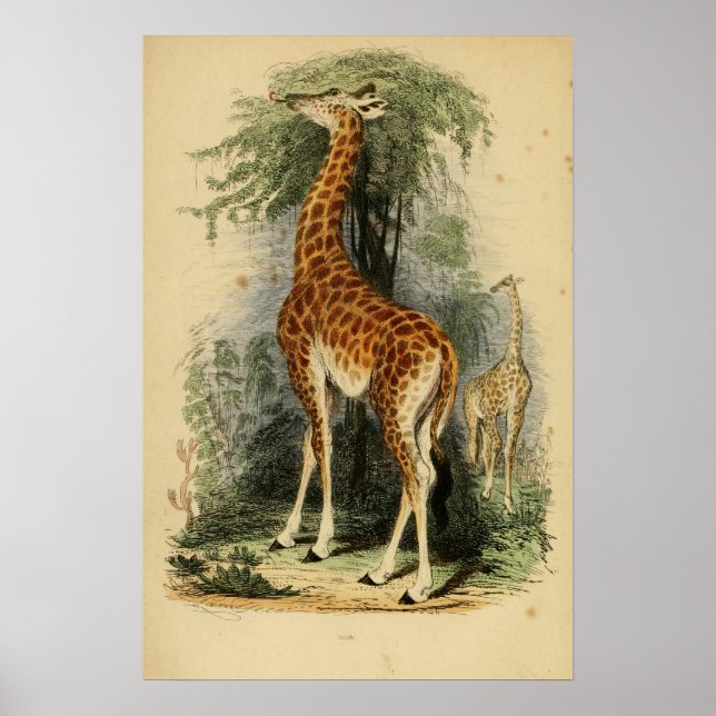 Poster Giraffe (1849) (Devant)