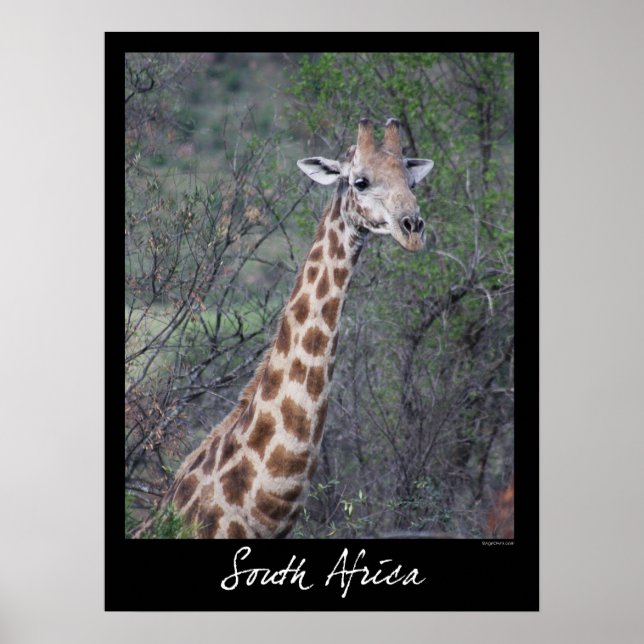 Poster Giraffe Afrique du Sud (Devant)