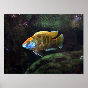 Poster Giraffe Cichlid