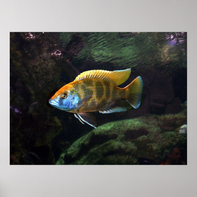 Poster Giraffe Cichlid (Devant)
