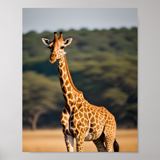 Poster Giraffe debout haute (Devant)