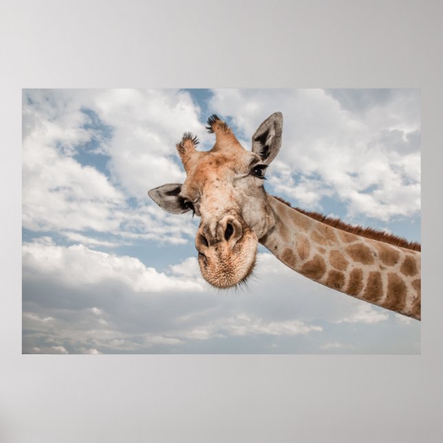 Poster Giraffe haut fermer (Devant)