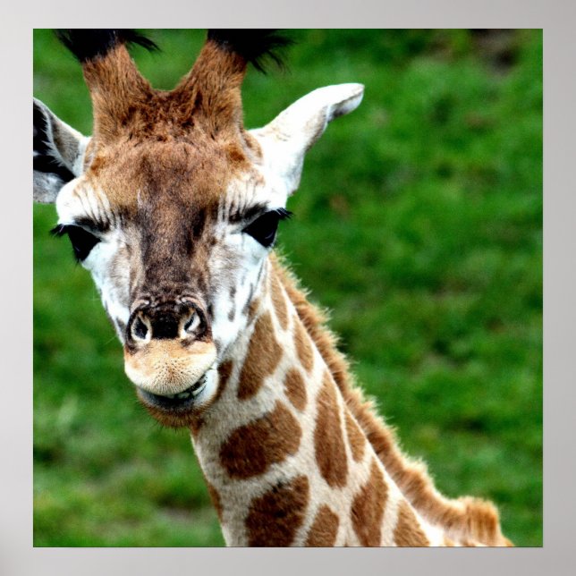 Poster Giraffe Imprimer (Devant)