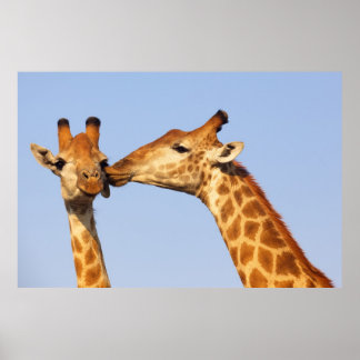 Poster Giraffe Kiss