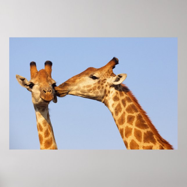 Poster Giraffe Kiss (Devant)