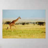 Giraffe Masai Mara, Kenya poster, imprimer, photo