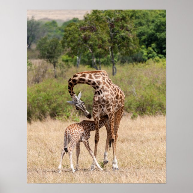 Poster Giraffe Mère et bébé au Kenya (Devant)