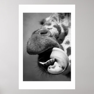 Poster Giraffe n° 1