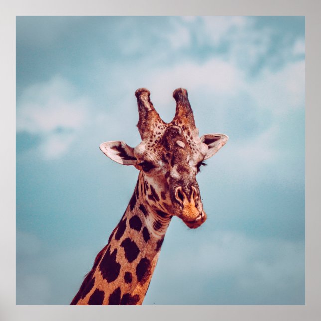 POSTER GIRAFFE PORTRAIT (Devant)
