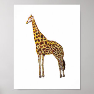 Poster Giraffe Safari Animaux Peinture