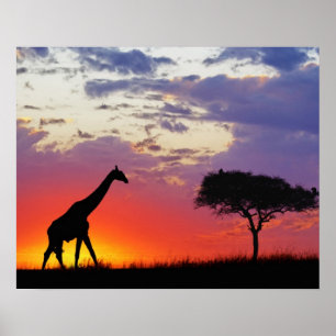 Poster Giraffe silhouette au lever du soleil, Giraffa