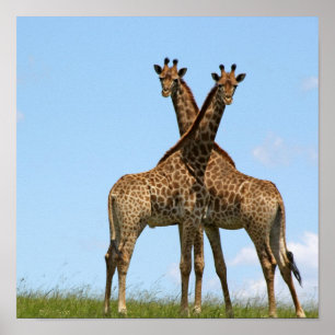 Poster Giraffe Twins