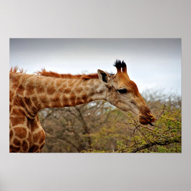 Poster Giraffe Zulu Nyala Game Reserve Afrique du Sud (Devant)