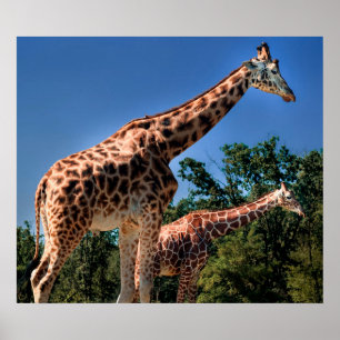 Poster Giraffes