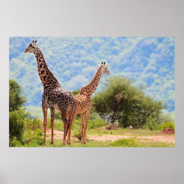 Poster Giraffes (Devant)